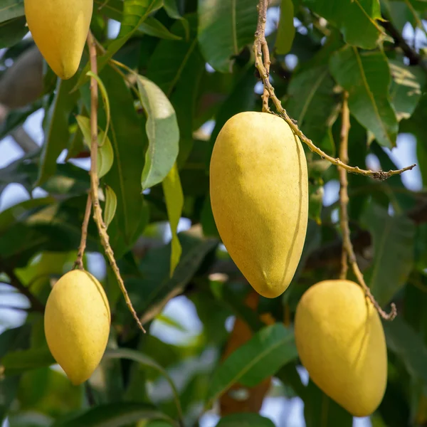 Frutos de mango en un primer plano del árbol — Foto de Stock