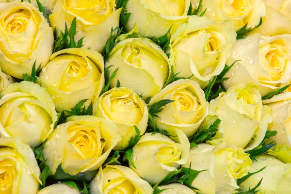 Beautiful yellow roses with rain drops — Stock Photo, Image