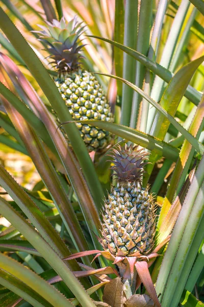 Mogen ananas växer på busken på plantagen — Stockfoto