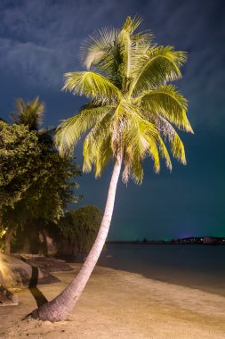 Palm tree on  beach clipart