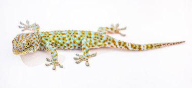 Tokay Gecko