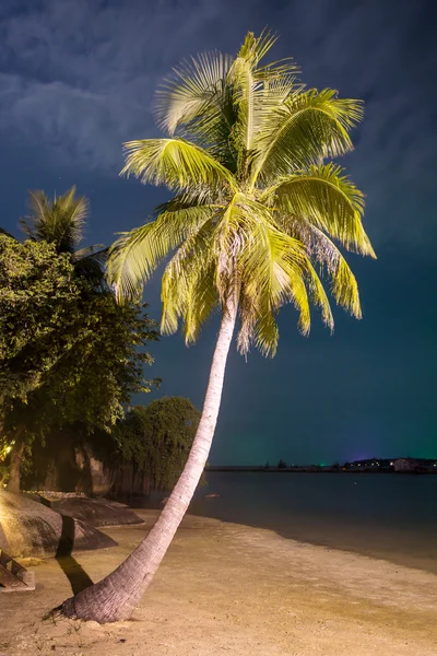 Sahildeki palmiye ağacı — Stok fotoğraf