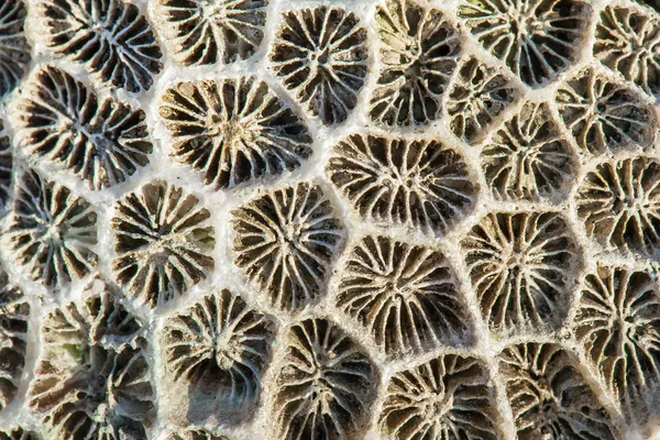 Korallen im trockenen Meer — Stockfoto