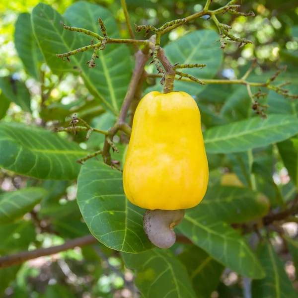 Cashew fruit — Stock Photo, Image