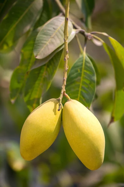 Mango ovoce na stromě — Stock fotografie