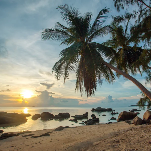 Tropischer Strand — Stockfoto