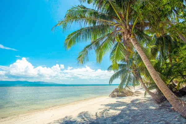 Playa tropical — Foto de Stock