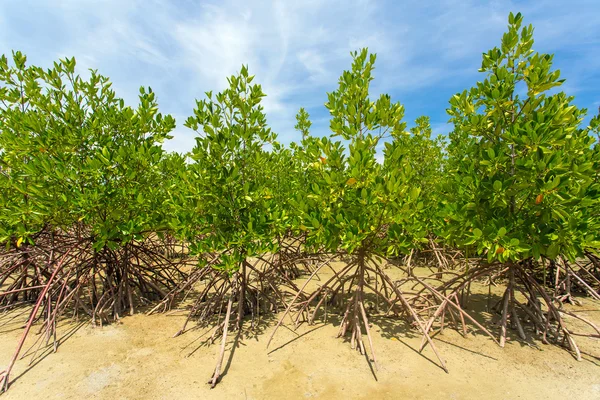 Mangrovenbäume — Stockfoto