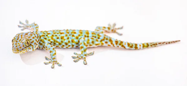 Tokay gecko — Zdjęcie stockowe