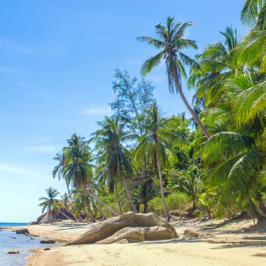 Palmiyeli tropik plaj