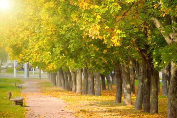 秋の公園のカエデの木 — ストック写真