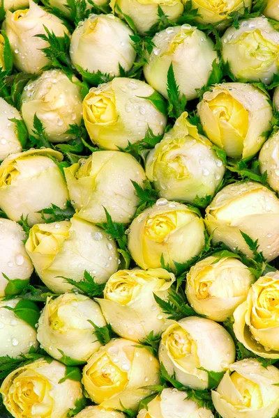 Gele rozen met regendruppels — Stockfoto