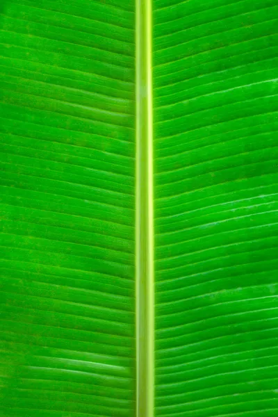 緑の葉の背景色 — ストック写真