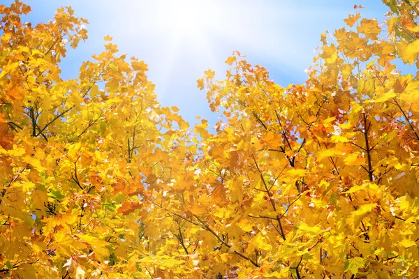 Herbstlicher Hintergrund aus Ahornblättern — Stockfoto