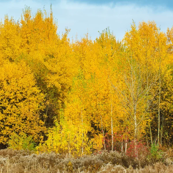 Forest lane — Stock Photo, Image