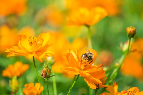 Bumblebee sul fiore — Foto Stock