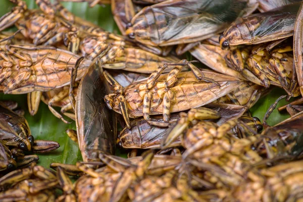 Smažený hmyz — Stock fotografie
