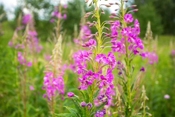 Kwiaty fireweed — Zdjęcie stockowe