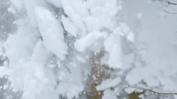 Silný sníh padající z větve jedle zpomaleně — Stock video