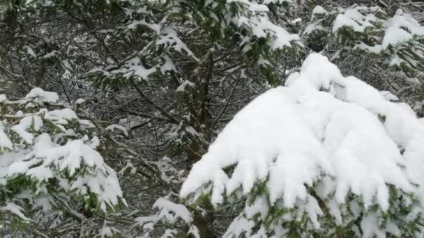 Nieve cayendo en bosque de pinos en invierno. — Vídeos de Stock