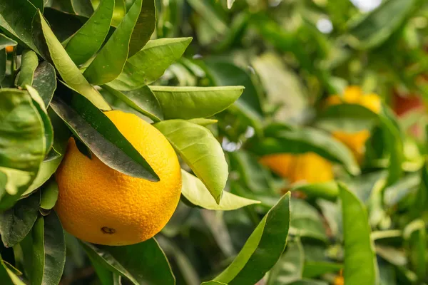 Naranja madura colgando de un árbol en el jardín frutal — Foto de Stock