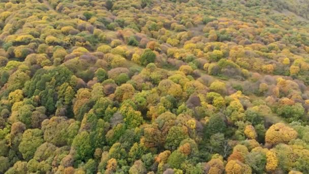 Vzdušný pohled shora dolů na pestrobarevné stromy v podzimním lese — Stock video