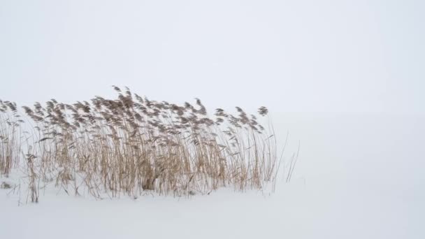Trockene Schilfpflanzen kämpfen mit dem Schneesturm am Ufer eines zugefrorenen Sees — Stockvideo