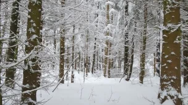 POV moviéndose a lo largo de un hermoso bosque de invierno — Vídeos de Stock