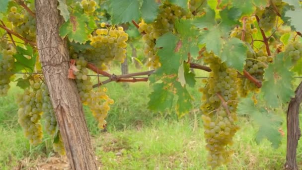 Närbild av vita druvor på vinstockar under höstsäsongen — Stockvideo