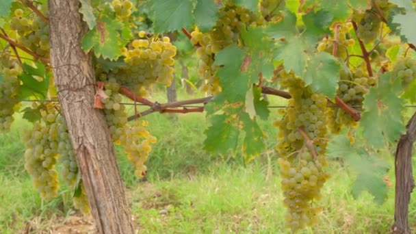 Nahaufnahme weißer Trauben an der Rebe im Herbst — Stockvideo