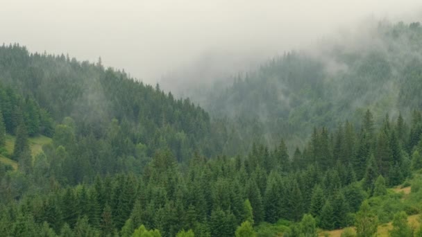 Mglisty mglisty górski krajobraz z jodłami lasu — Wideo stockowe