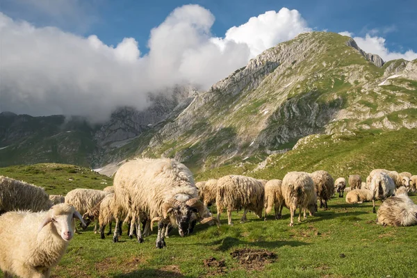 Grote Herd van schapen grazen in de bergen. — Stockfoto