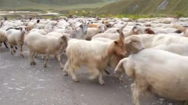 Gürcistan 'daki kır yolundan geçen keçi sürüsü.