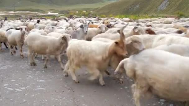 Rebanho de cabras que passa pela estrada rural na Geórgia — Vídeo de Stock