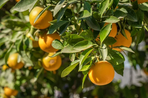 Naranjas maduras colgando de un árbol en el jardín frutal — Foto de Stock