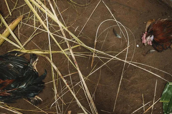 Gallo muerto en el suelo sacrificado durante la ceremonia religiosa hindú en la India — Foto de Stock