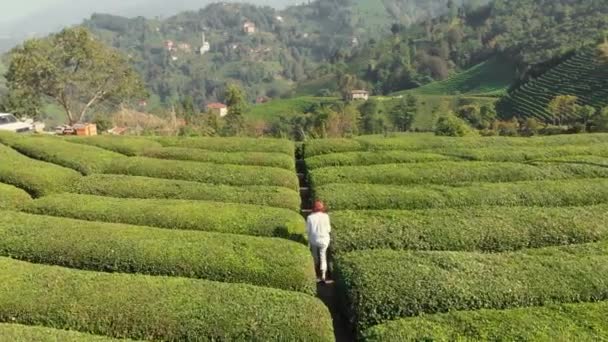 Donna che cammina in piantagione di tè a Cayeli, Rize, regione di Karadeniz in Turchia. — Video Stock