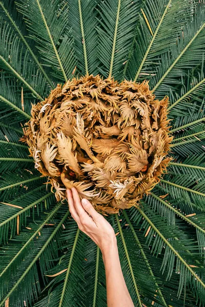 Weibliche Hand berührt sanft neue Babyblätter einer Palme — Stockfoto