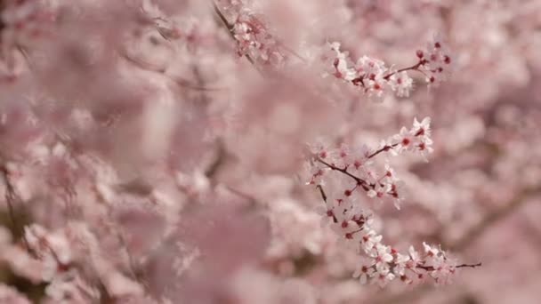 Krásná přírodní scéna s kvetoucím meruňkovým stromem v slunečný den na jaře. — Stock video