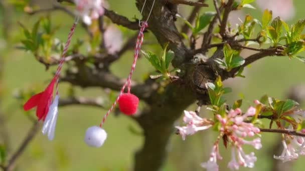 Červený a bílý krásný martisor visící na větvích kvetoucího stromu. — Stock video