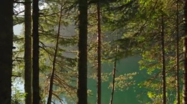 Yazın ormanda güzel bir göl. Sabit çekim