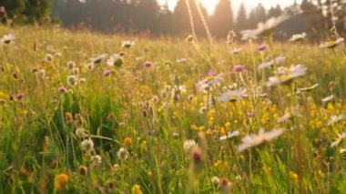 Gün batımında çayırdaki çiçeklerin arasında yavaşça hareket eden kamera..