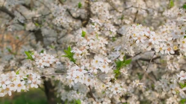 Lenta panorámica a través de un hermoso cerezo blanco en flor. — Vídeos de Stock