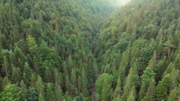 Zdjęcia z lotu drona pięknego lasu świerkowego latem — Wideo stockowe
