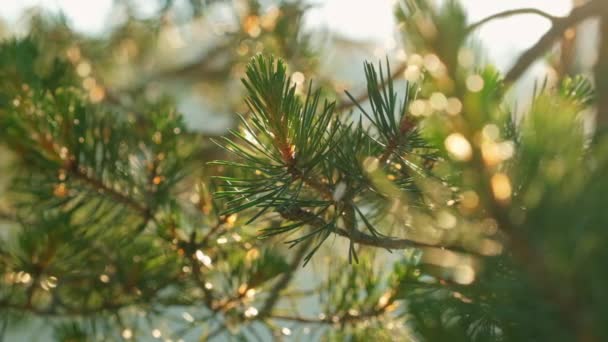 Frisse pijnboom tak close-up in verblinding en heldere zonnige stralen — Stockvideo