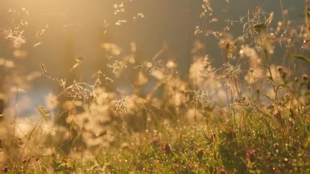 Yaban otları ve kır çiçekleri, sabah güneşinin altında. — Stok video