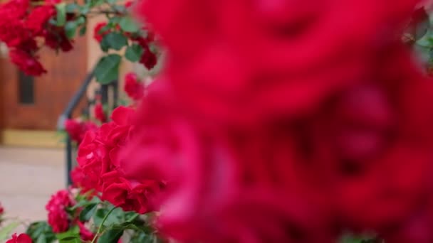 Piękny krzak czerwonych róż w letnim ogrodzie — Wideo stockowe