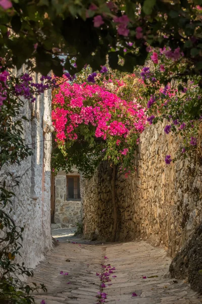 Türkiye 'nin Eski Datca kentindeki bougainvillea çiçekleriyle birlikte resimler dar geçidi