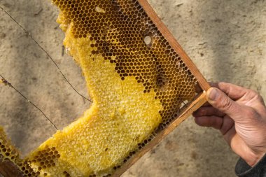 Arı yetiştiricisinin ellerinde taze bal tarağı.