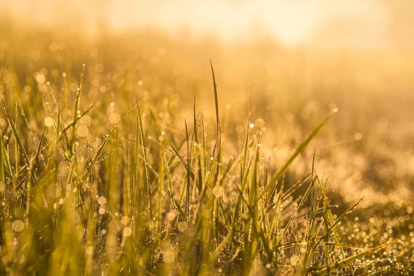 Meadow grass with dew drops in morning light close-up — Stock Photo, Image